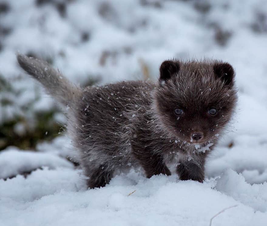 10 Winter Fox Pictures to Fall In Love With Them