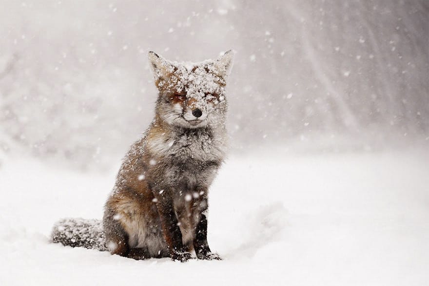 10 Winter Fox Pictures to Fall In Love With Them