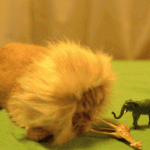 cat is like a lion playing with elephant toy