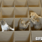 4 cats jumping from one box to others