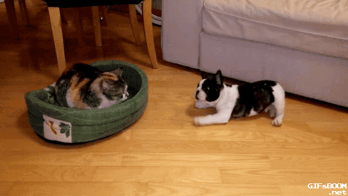 dog claiming his bed stolen by a cat