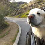 dog face out of car