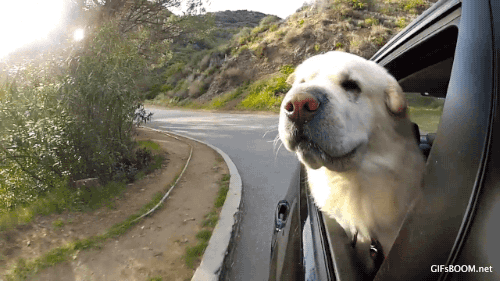 dog face out of car