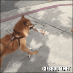Dog has a newspaper in his mouth, walking like dancing