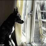 dog smart escape