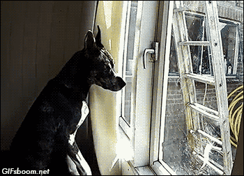 dog smart escape