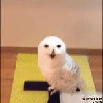 Owl looks like laughing