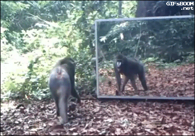a monkey look at a mirror scared of himself