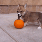 a puppy playing with a pumpkin