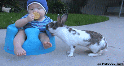 rabbit-stealing-food-baby