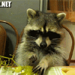 a racoon eats grapes with his own little hands