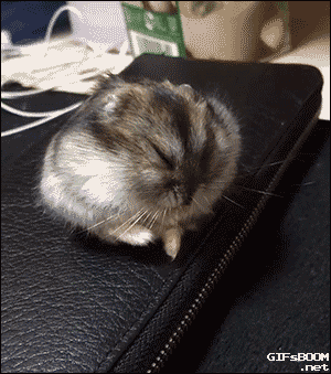 sleepy hamster