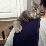 cat loving his human