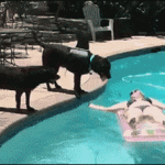 Shark Fin Dog Jumps Into a Pool
