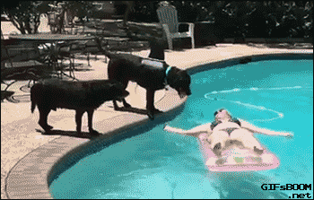 Shark Fin Dog Jumps Into a Pool