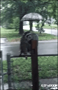 motionless racoon under umbrella
