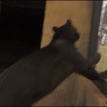 a panther jumping to a loved girl