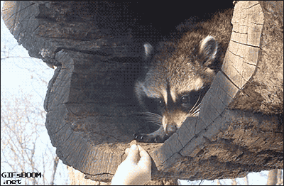 racoon taking food with with precaution