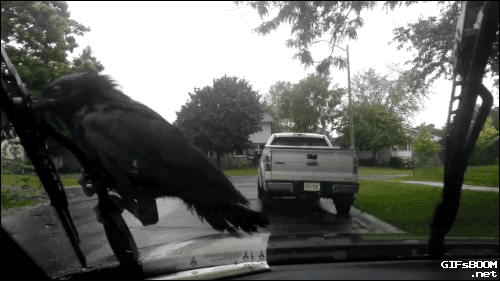 crow-windshield-wipers.gif