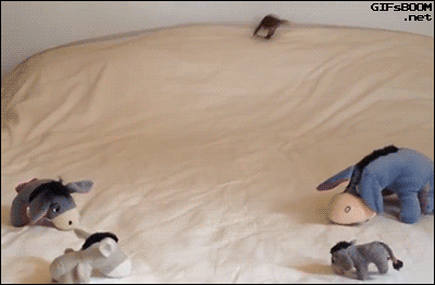ferret-playing-on-a-bed.gif