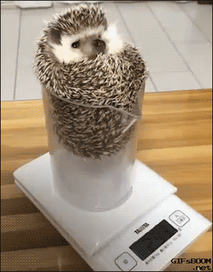 Weighing-my-spiky-floof.gif