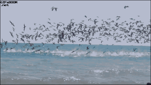 pelicans-sea.gif
