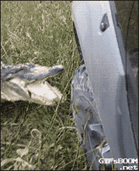 Alligator destroys part of a truck