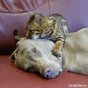 Cat-Gives-Dog-a-Relaxing-Head-Massage.gif