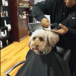 dog get groomed at a hair saloon