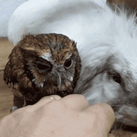 Human petting a bunny, while a little owl is watching.