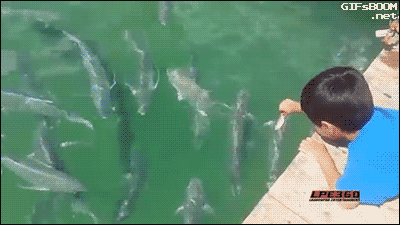 Kid-Attacked-by-Giant-Fish.gif