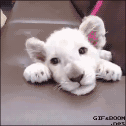 baby-lion.gif