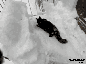 cat-dives-snow.gif