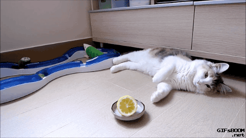 cat-play-with-a-lemon.gif