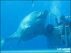 shark gives high five to scuba diver