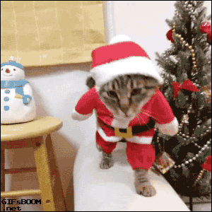 Santa-Claus-Cat.gif