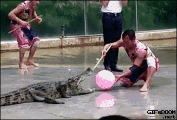 crocodile-exercise.gif