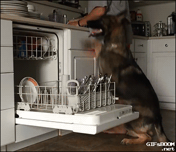 German-Shepherd-Helps-His-Human-Load-the-Dishwasher.gif