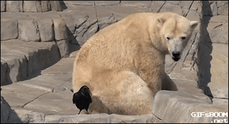 baby-polar-bear-tries-to-attack-a-crow.gif