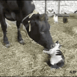A cow is licking and kissing a cat.