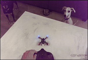 dog-eats-drone.gif