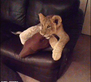 Two cute lion cubs watching "The Lion King" on TV.