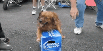 Dog gets angry with people try to touch his beerz.