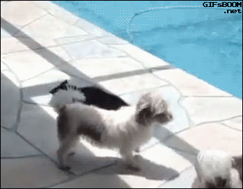 Dog-pisses-me-off-so-dog-goes-for-a-swim.gif