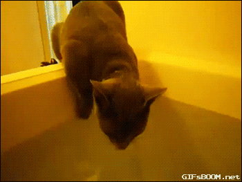 cat-falls-to-bathtub.gif
