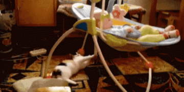 A cat is playing with a rocking kradle and a baby inside