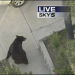 A man meets a bear while walking on the street