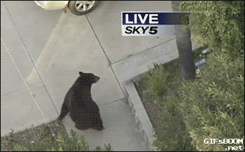 A man meets a bear while walking on the street