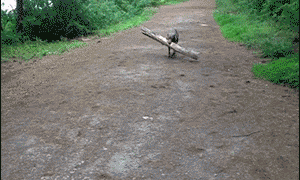 A dog running with a stick in his mouth