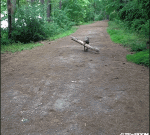 A dog running with a stick in his mouth